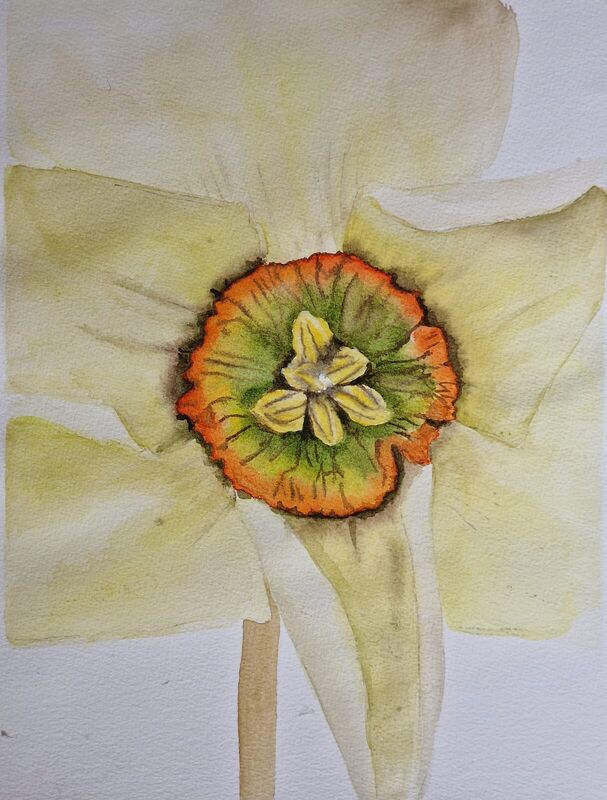 Daffodil Centre, watercolour