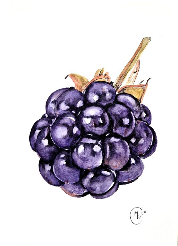 Giant Blackberry, watercolour